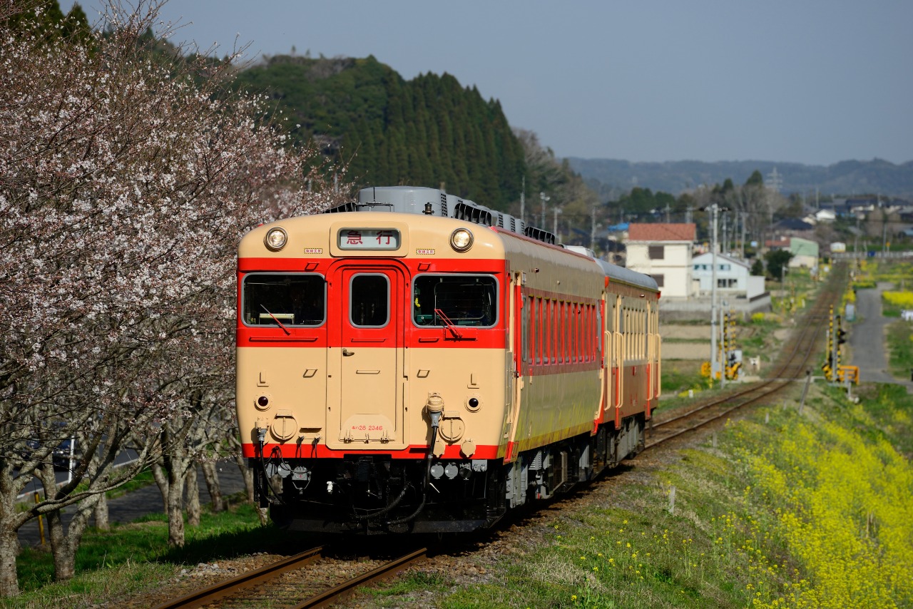 2013.3.23　いすみ鉄道　Nikon D800E