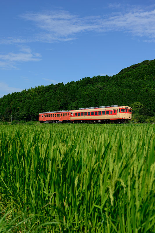2015.7.20　いすみ鉄道　Nikon D800E 